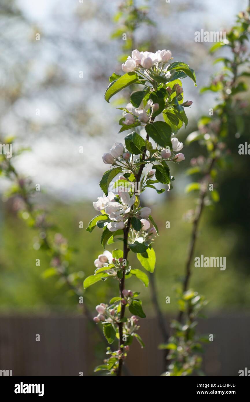 Apfel, Malus domestica ‘Red Devil’ blühen auf einem jungen Baum im Frühjahr Stockfoto