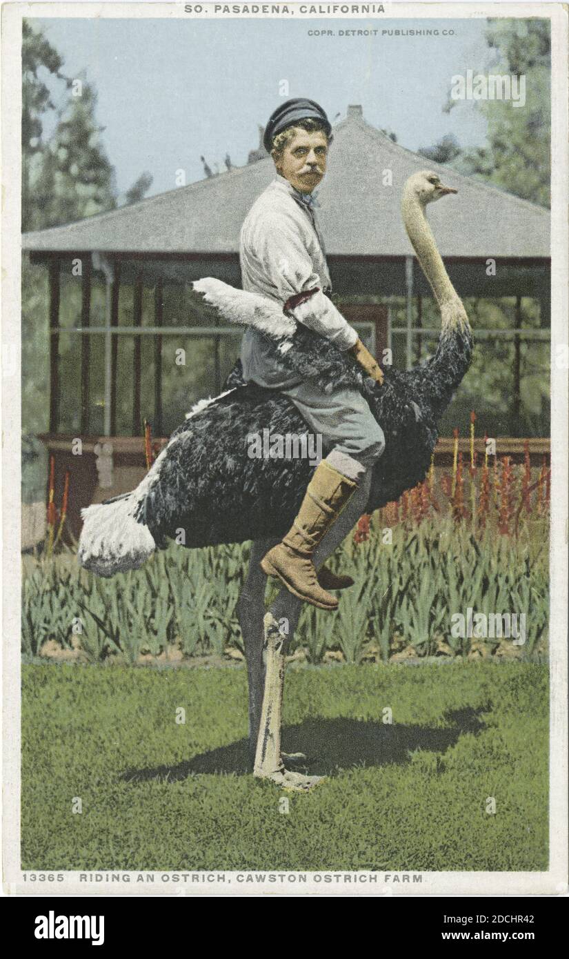 Reiten an Strauß, Cawston Straußenfarm, South Pasadena, Kalifornien, Foto, Postkarten, 1898 - 1931 Stockfoto