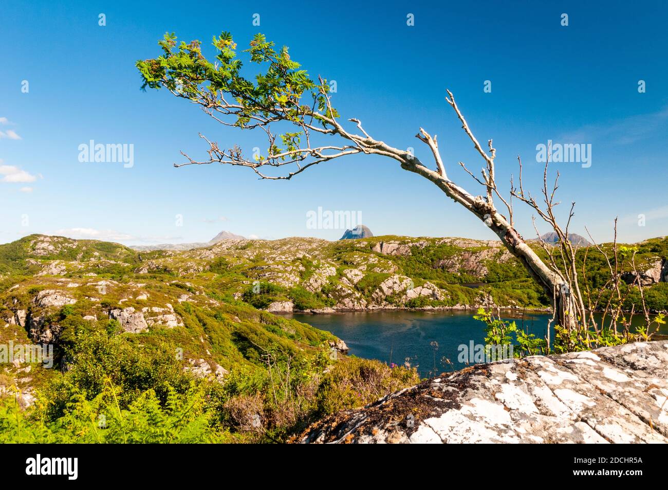 Eine vom Wind geformte Bergasche am Loch Roe mit den Bergen Sulvene und Canisp am Horizont. Schottland. Juni. Stockfoto