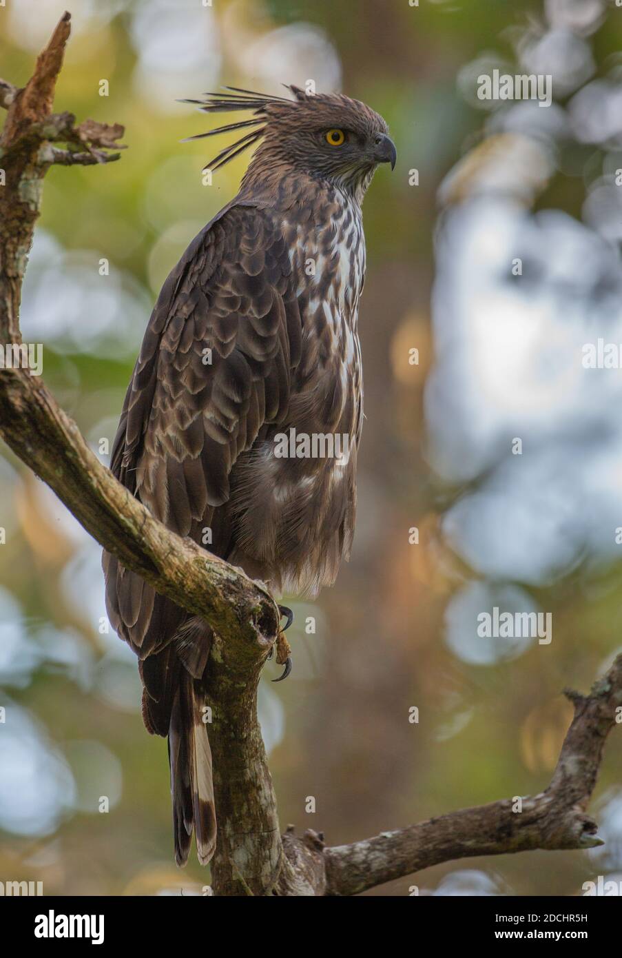 Wandelbarer Hawk Eagle auf einem Ast eines Baumes (fotografiert im Bandipur National Park, Indien) Stockfoto