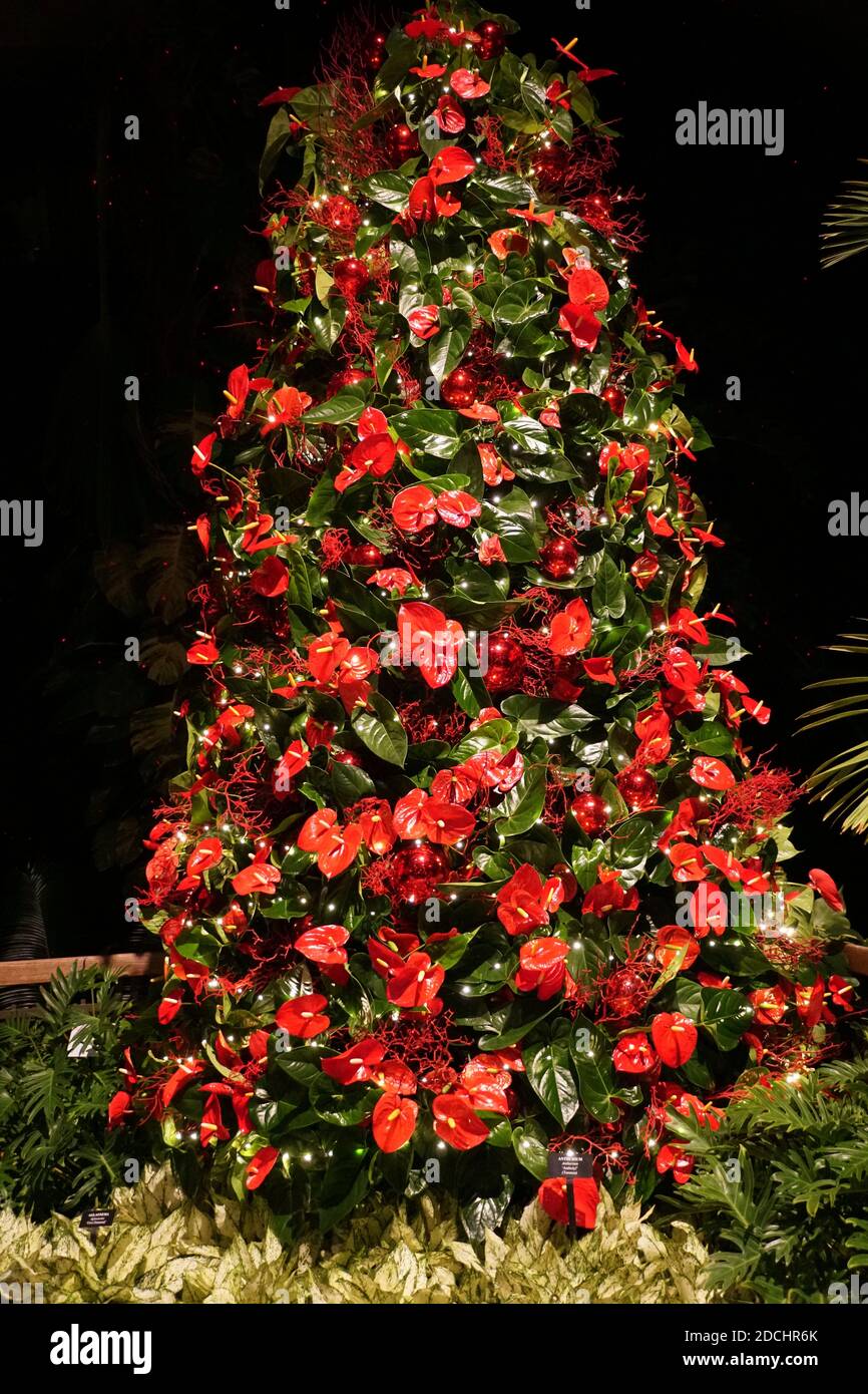 Ein Weihnachtsbaum mit roten Ornamenten und Anthurium Blumen geschmückt Stockfoto