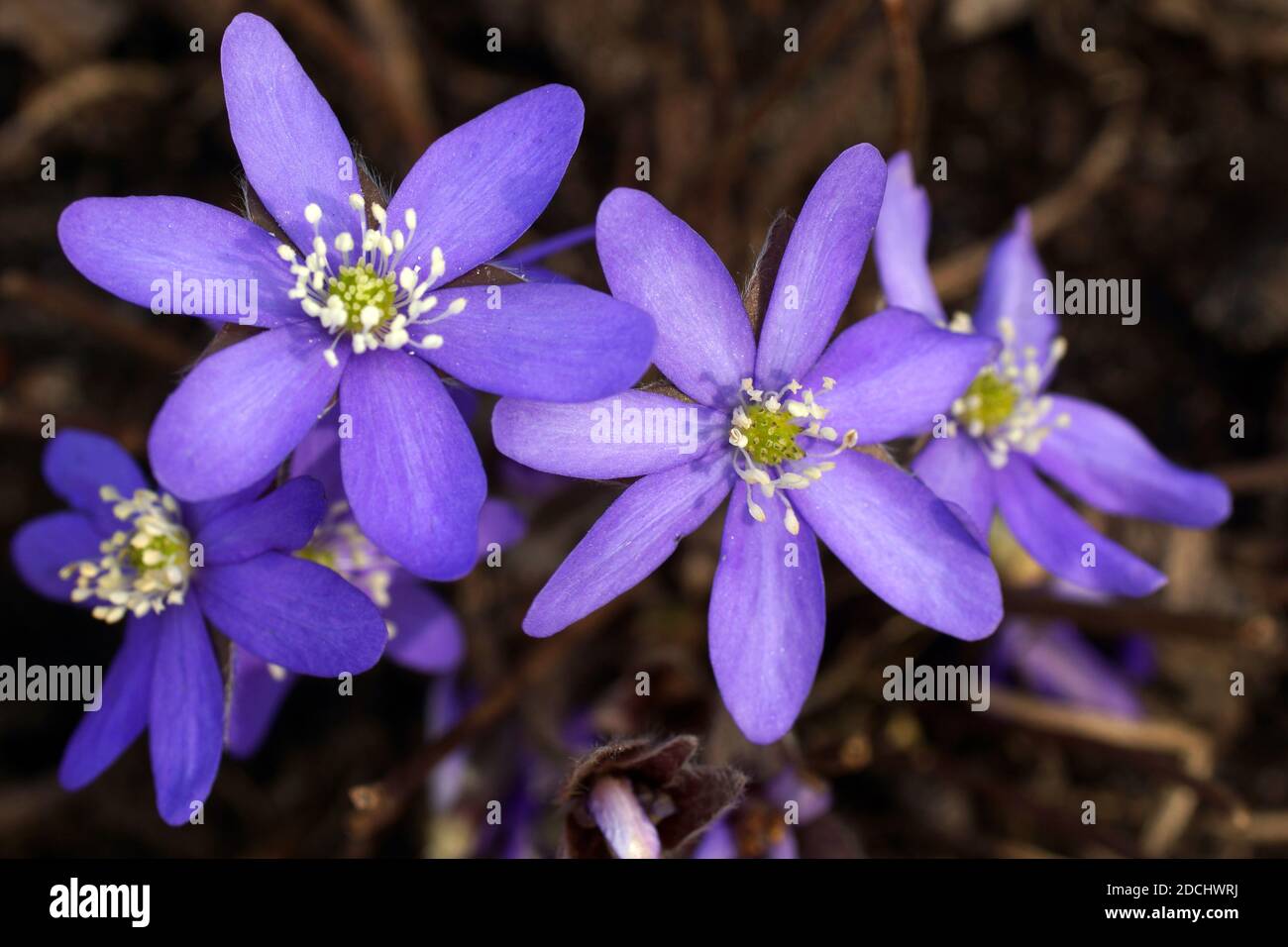 Gartenhepatika Anemone hepatica (Leberblümchen, Leberwurz, Kidneywort, Pennywort), Hepatica nobilis var. asiatica Stockfoto