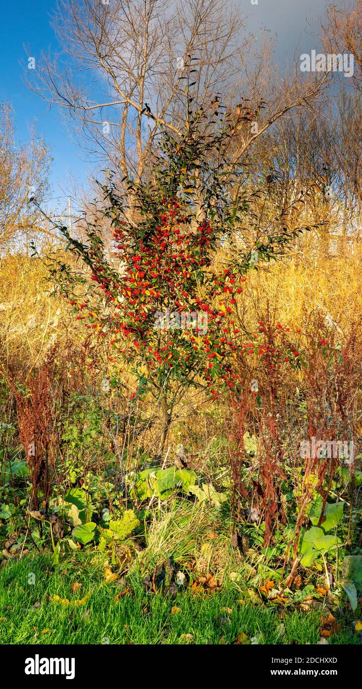 Red Berry Tree und Pflanzen im Figgate Park, Edinburgh, Schottland, Großbritannien Stockfoto