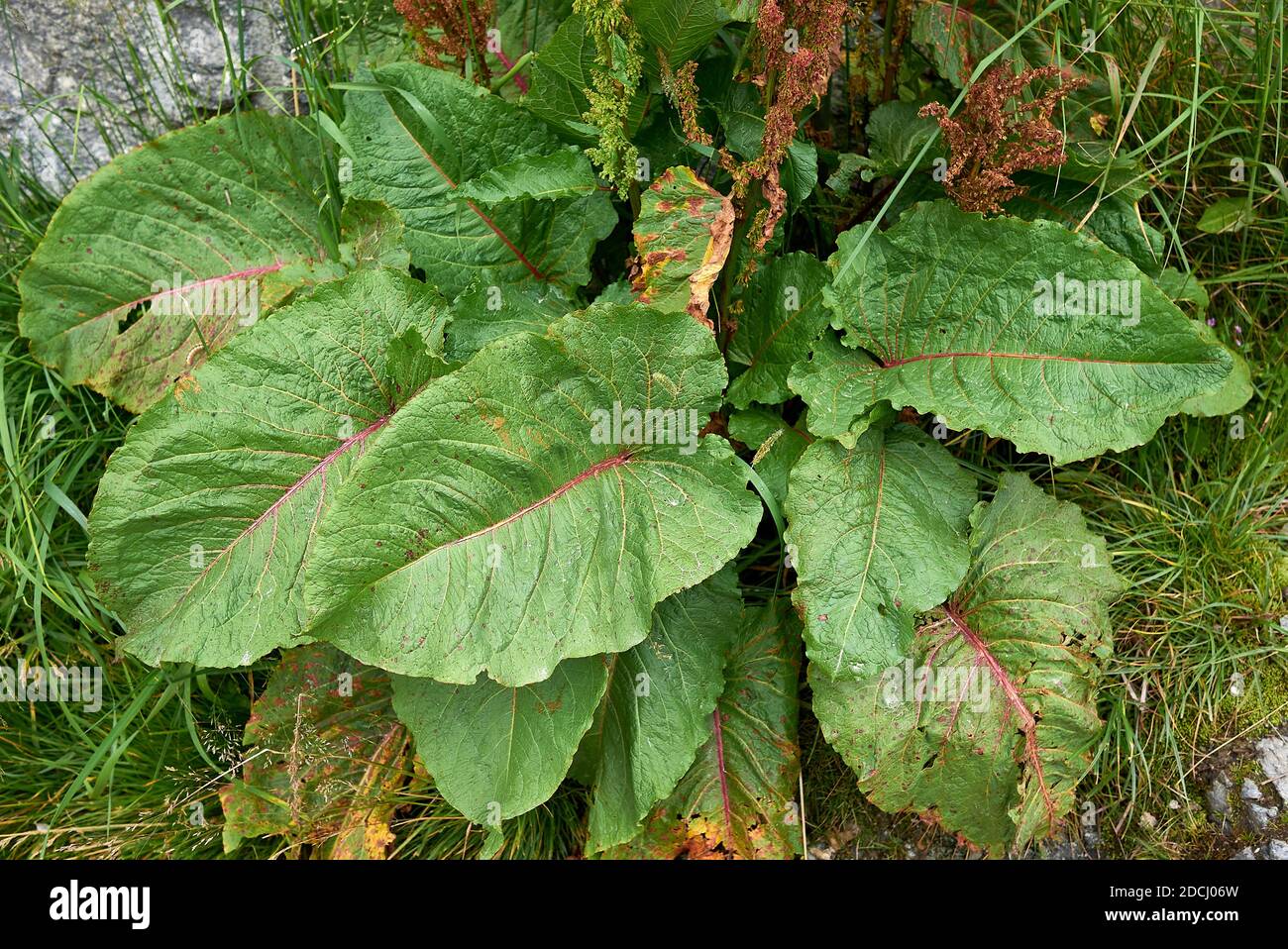 Rumex alpinus in Blüte Stockfoto