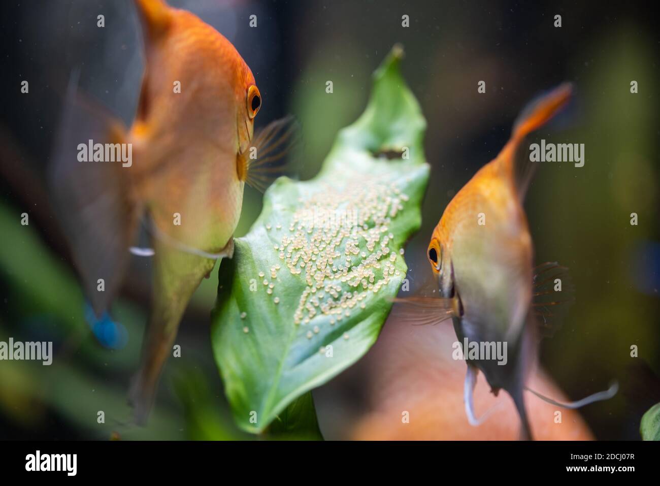 Paar Goldpterophyllum scalare im Aquarium, gelbe Engelfische bewachen Eier. Stockfoto