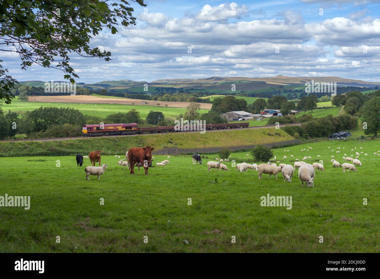 Lokomotive der Baureihe 66 66136 auf der malerischen Bahnstrecke Ribble Valley, Lancashire mit Güterzug-Transportmaterial für Network Rail Stockfoto