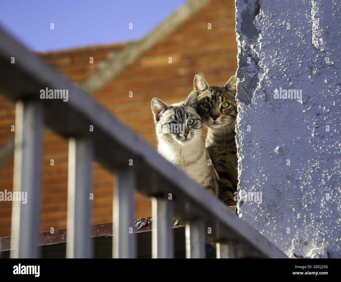 Streunende und tabby Katzen versteckt in der Wand, wilde Tiere, Haustier Stockfoto