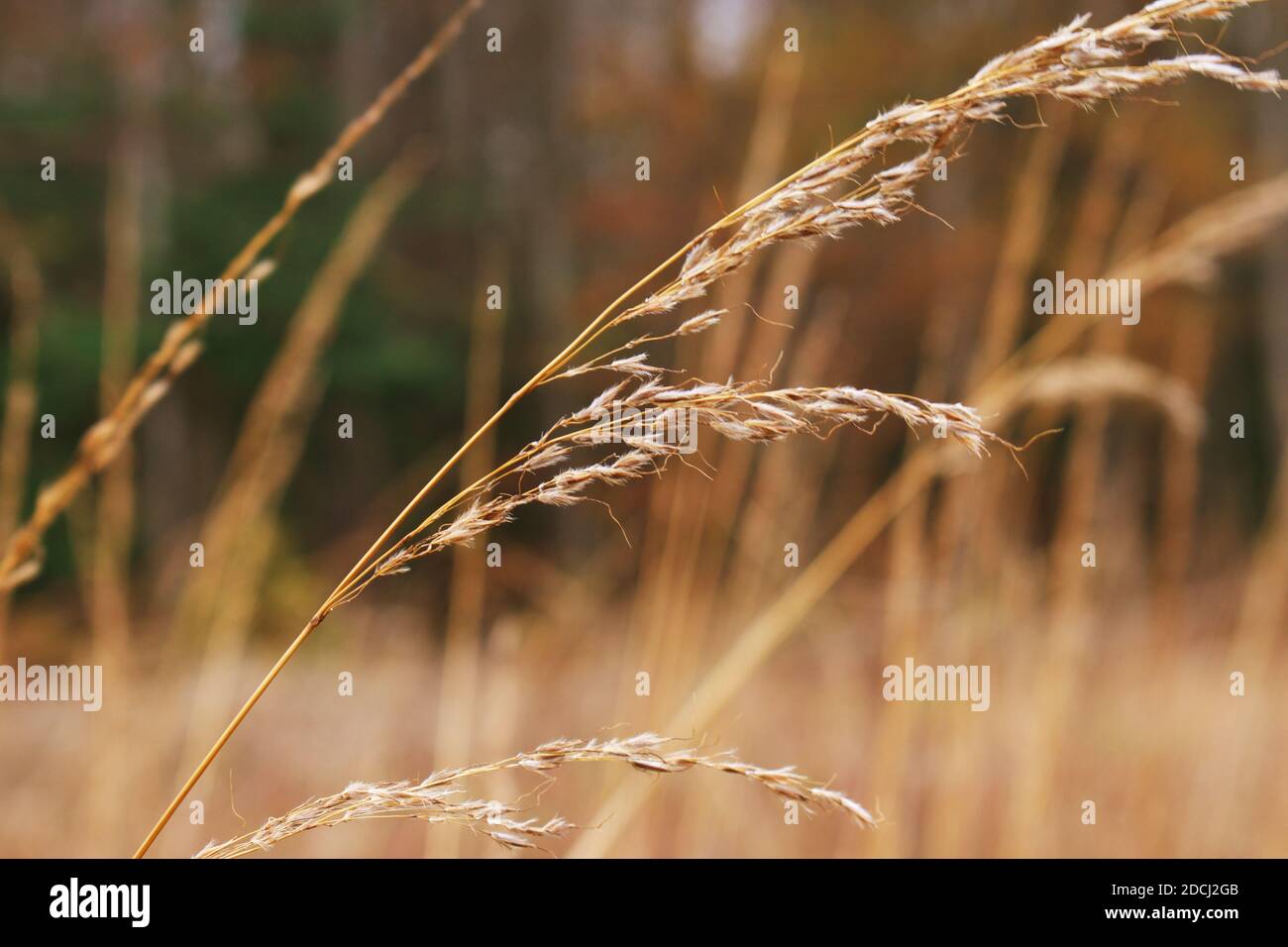 Nahaufnahme von hohem Wildgras, das im Herbst auf dem Feld wächst. Stockfoto