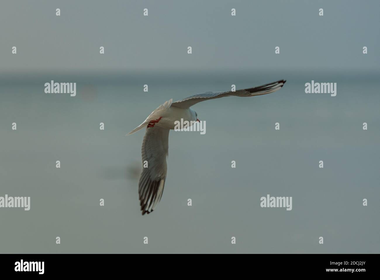 Weiße Vogelmöwe mit ausgestreckten Flügeln fliegt weg zum Wasser zu gehen Fische fangen, was zu essen Stockfoto