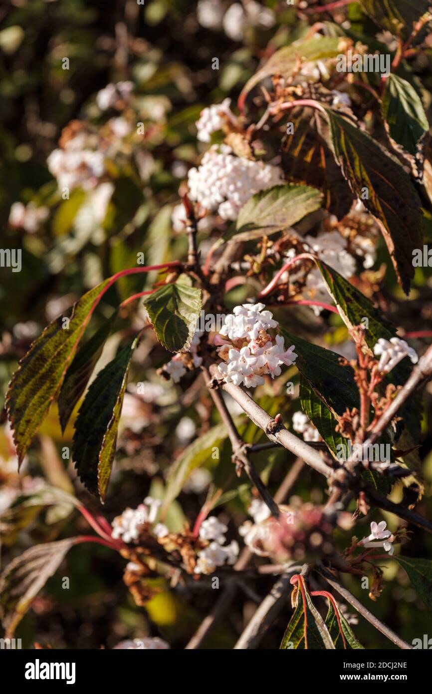 Viburnum farreri ist ein sehr geliebter großer Laubstrauch mit Trauben von süß duftenden weißen Blüten, die sich im Spätherbst aus rosa Knospen öffnen. Stockfoto