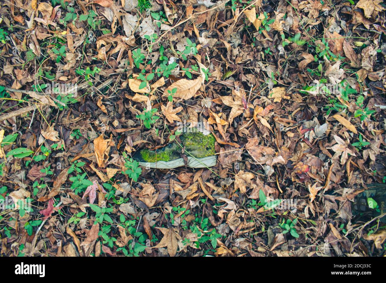 Ein eineinbunter Tennisschuh, der auf dem Waldboden liegt, mit Moos, das über dem Schuh wächst. Stockfoto