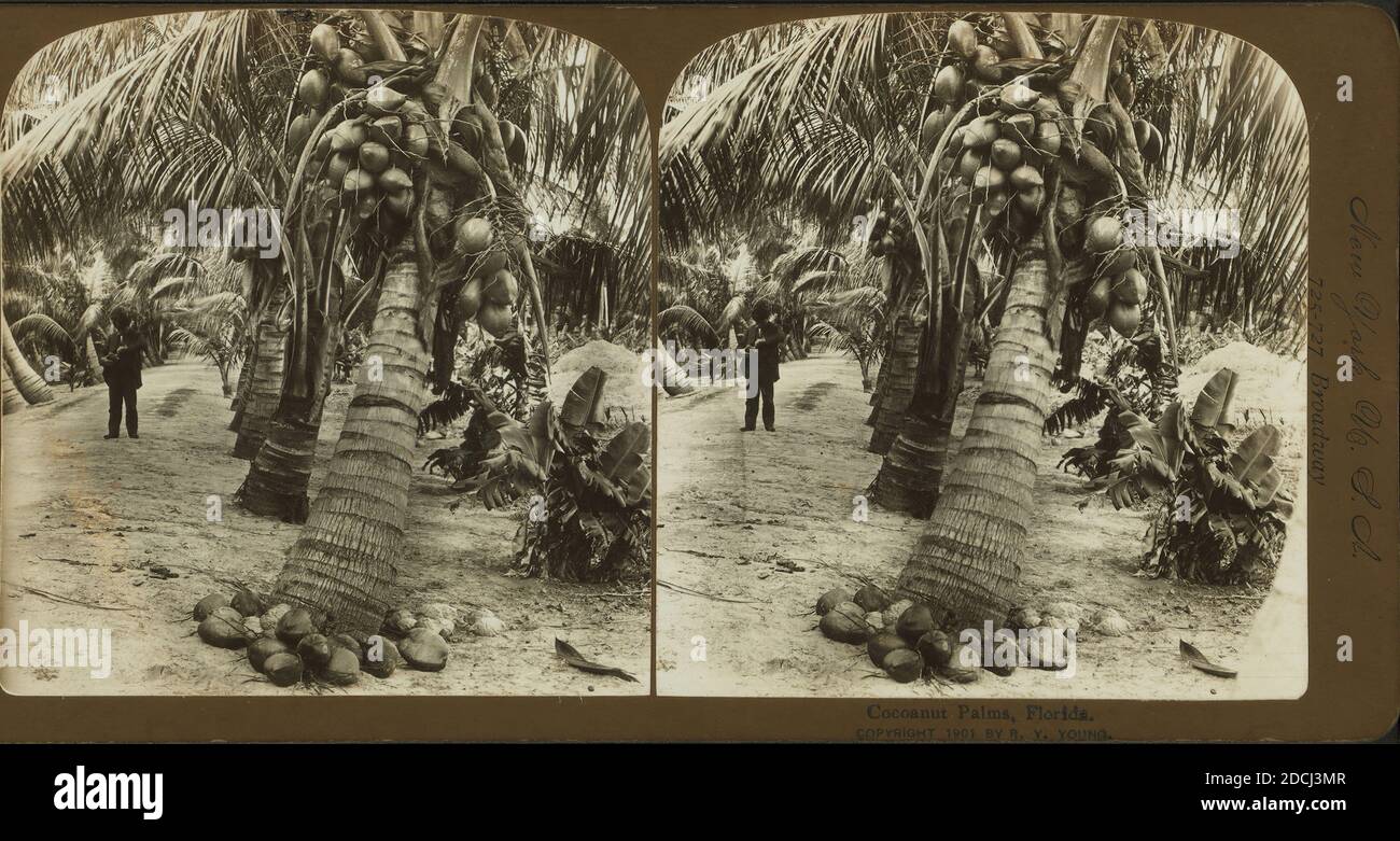 Cocoanut [Coconut] Palms, Florida., Standbild, Stereographen, 1850 - 1930 Stockfoto