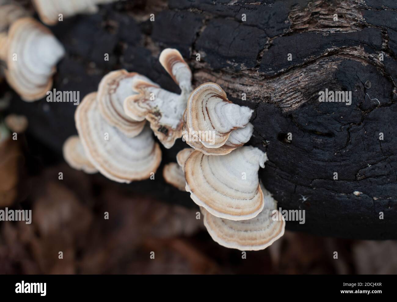 Nahaufnahme von Pale Color Polypore wächst auf einem dunkel gefallenen Baumstamm. Stockfoto