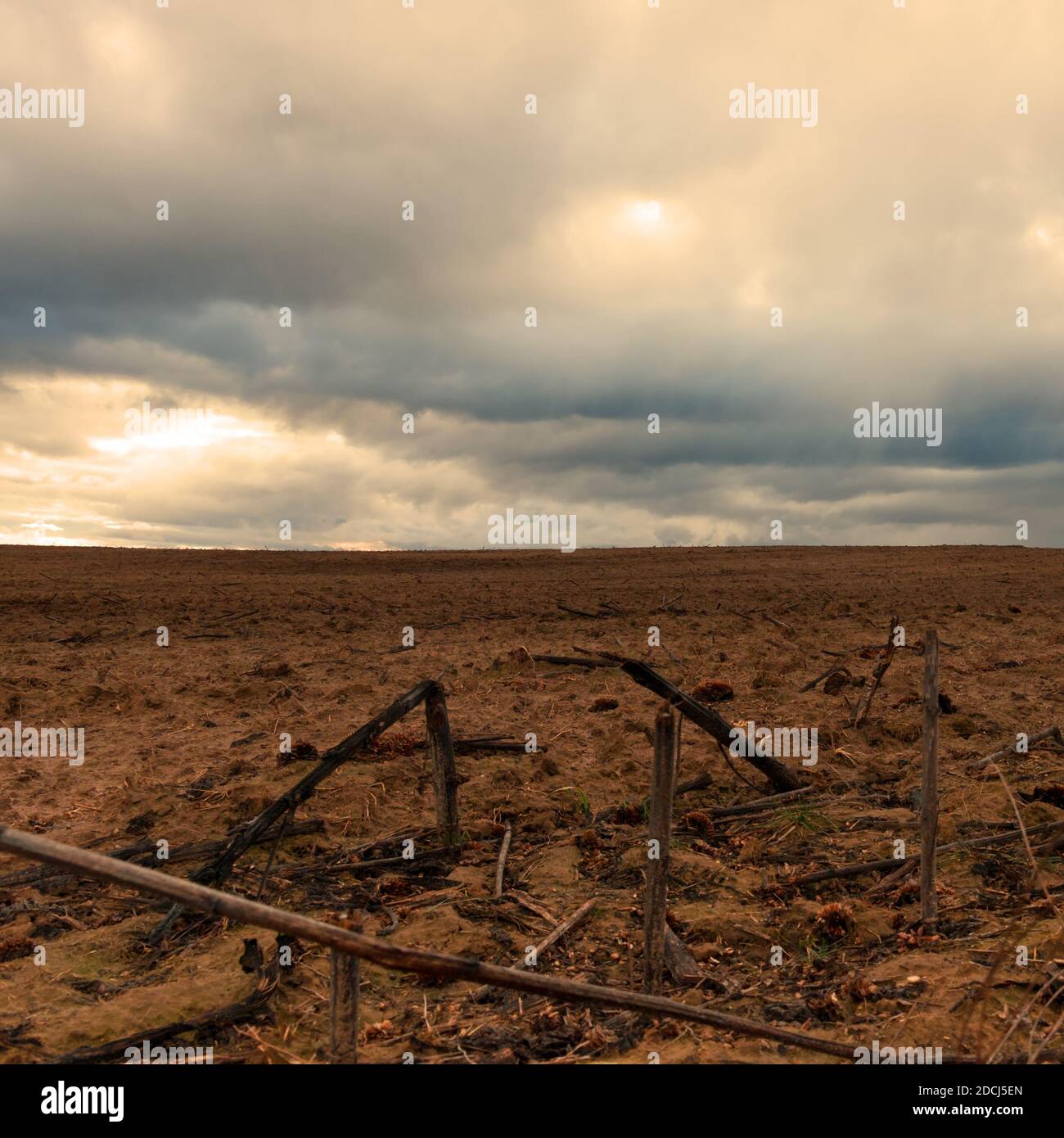 Die Überreste verbrannter Sonnenblumen auf dem Feld am Abend. Düstere Landschaft. Stockfoto