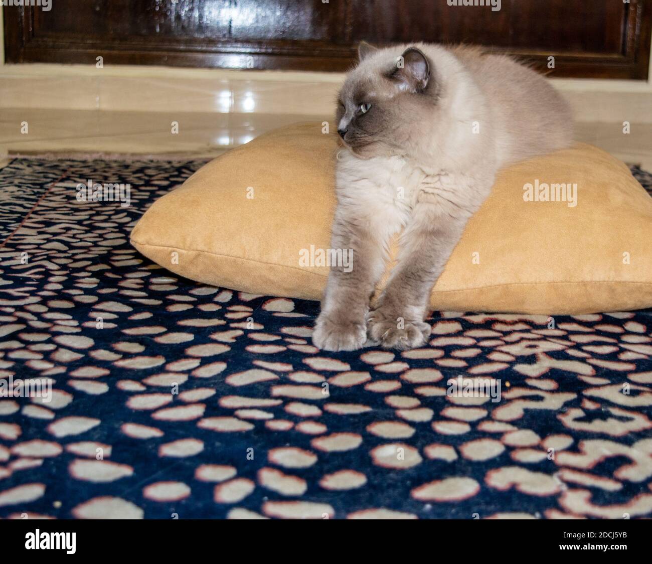 Die Siamkatze streckte sich auf das Kissen. Die weiße Katze schläft. Stockfoto