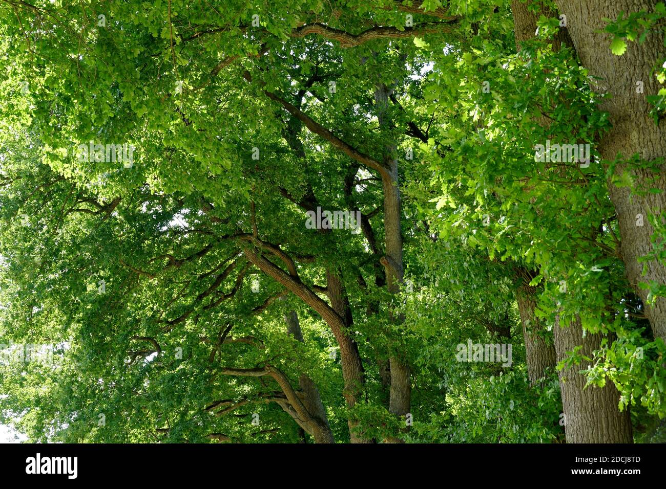 Laubbäume wachsen in einer Reihe und ihre Zweige mit frischen grünen Blättern bedeckt. Die Äste sind gebogen und bilden einen Bogen. Geeignet als saisonal. Stockfoto