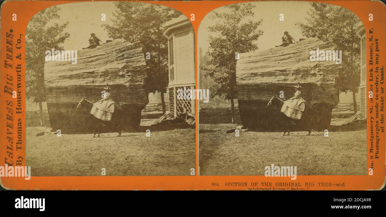 Ausschnitt des ursprünglichen Big Tree, und gefeierte Pferd 'Solom.', Standbild, Stereographen Stockfoto