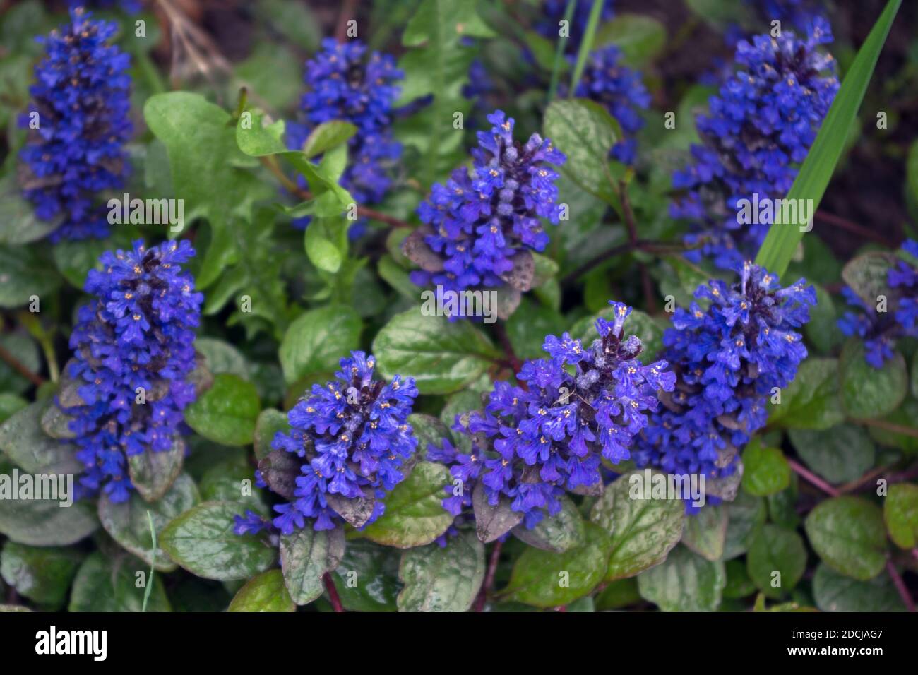 Violett-blaue Blüten (Ajuga reptans), gesammelt in spikenförmigen Blütenständen mit ovalen grünen Blättern im Garten, Draufsicht Stockfoto