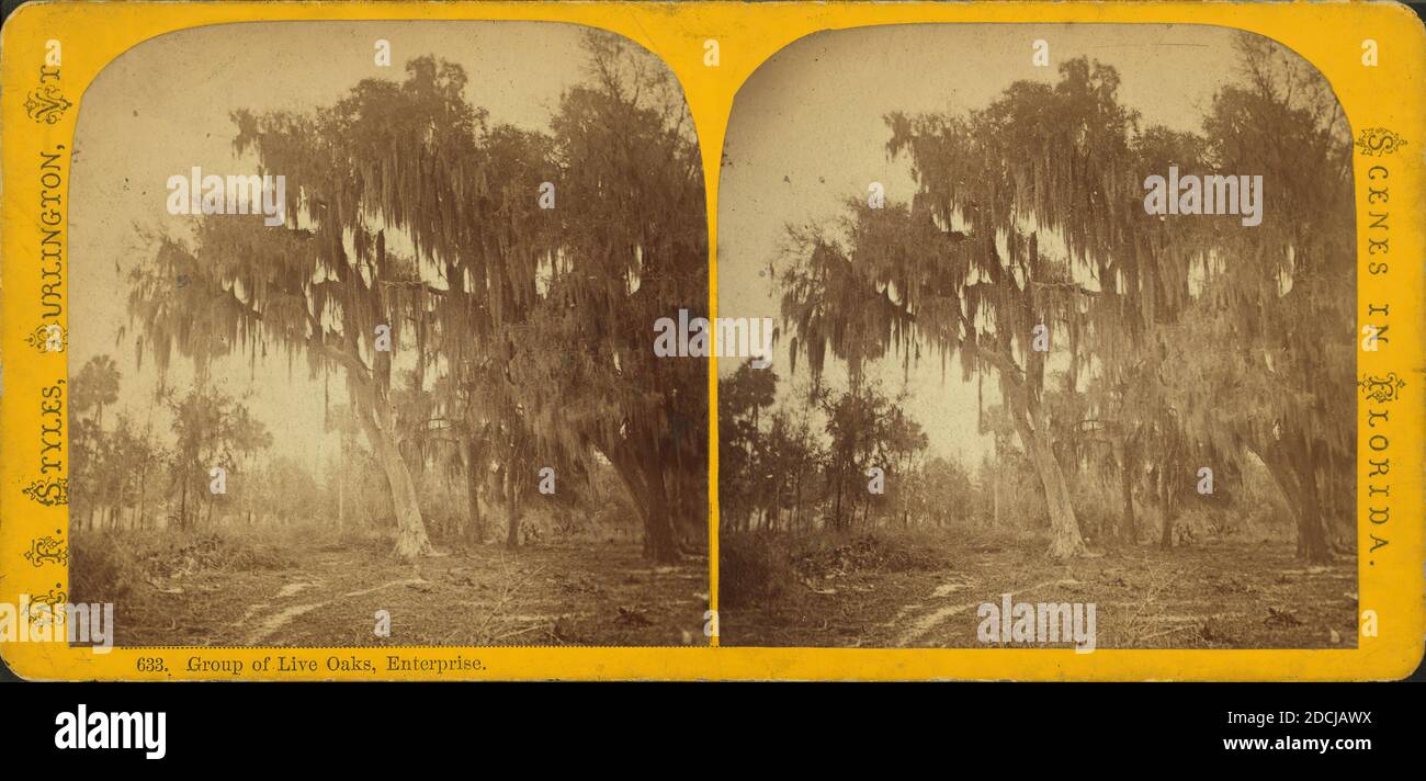 Gruppe von lebenden Eichen, Enterprise, Florida., Standbild, Stereographen, 1850 - 1930 Stockfoto