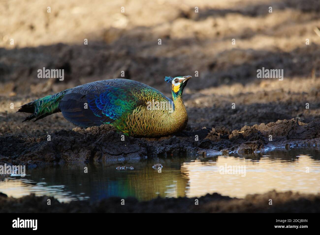 Ein Pfau trinkt in einer Pfütze, grüner Pfau (Pavo muticus) Stockfoto