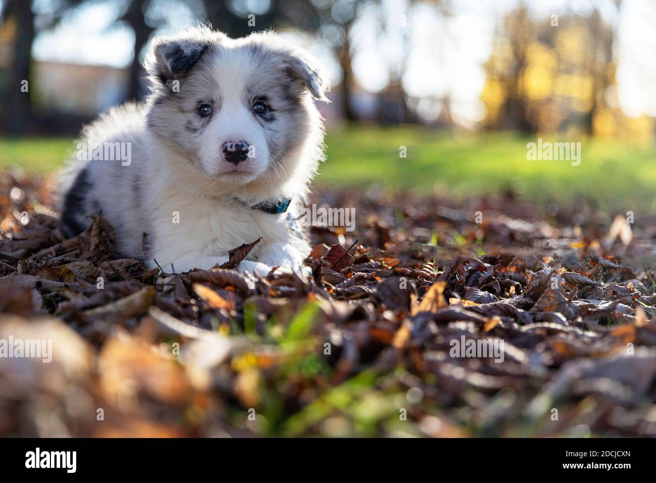 Nahaufnahme eines Border Collie Blue Merle Welpen liegen Draußen Stockfoto
