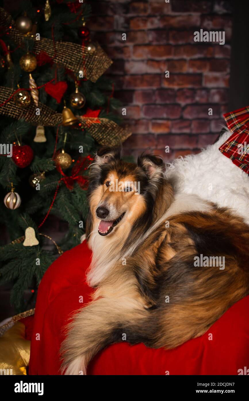 Collie Hund liegt in einem Stuhl vor dem Hintergrund von Ein Weihnachtsbaum Stockfoto