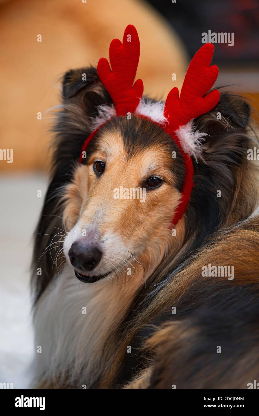 Collie Hundeportrait in den Neujahrshirschhörnern Stockfoto