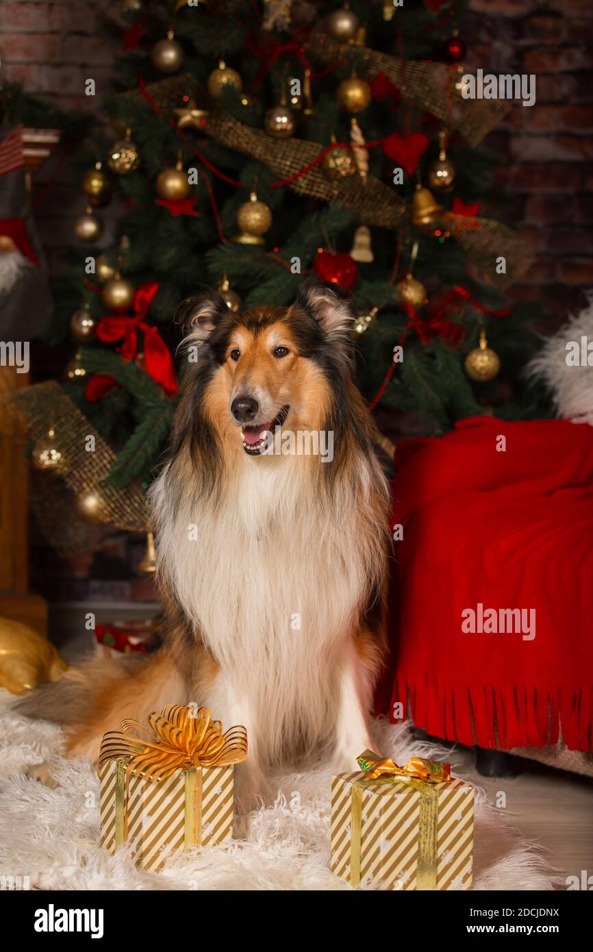 Collie Hund sitzt im Zimmer vor dem Hintergrund Weihnachtsschmuck Stockfoto