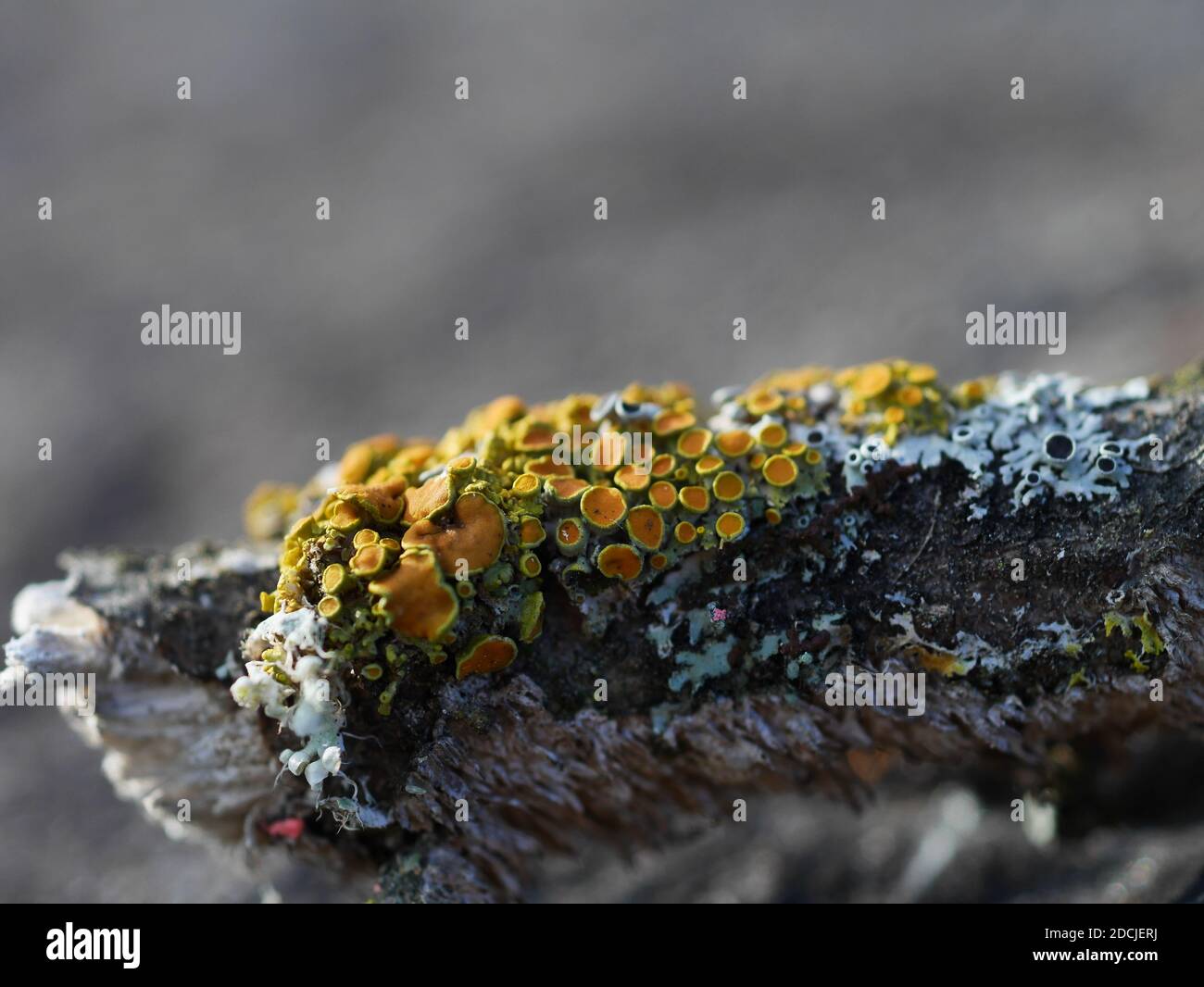 Faszinierende gewöhnliche Orangenflechte (Xanthoria parietina), die neben einigen Grünschildflechten auf einem toten Zweig in Wakefield, Quebec, Kanada wächst. Stockfoto