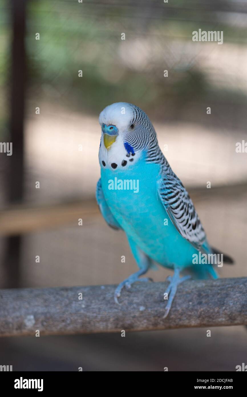 Budgerigar (Melopsittacus undulatus) Papagei auf einem Zweig Stockfoto