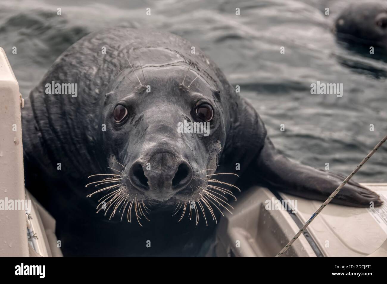 Eine Hafenrobbe oder gewöhnliche Robbe, Phoca vitulina, bettelt von einem Boot im Hafen von Lerwick nach Fischen. Stockfoto