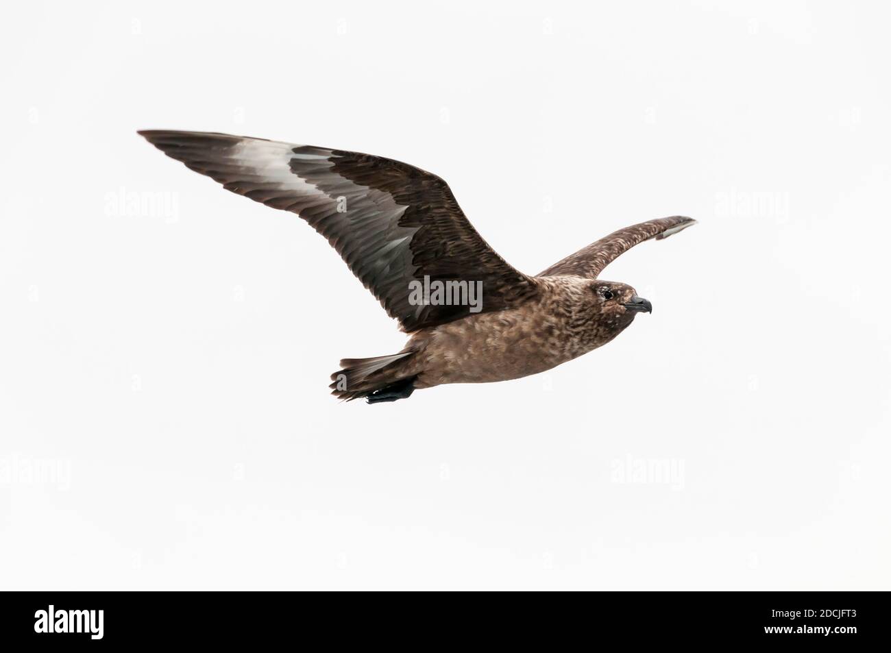 Eine fliegende große skua, Catharacta skua, vor Shetland. Stockfoto