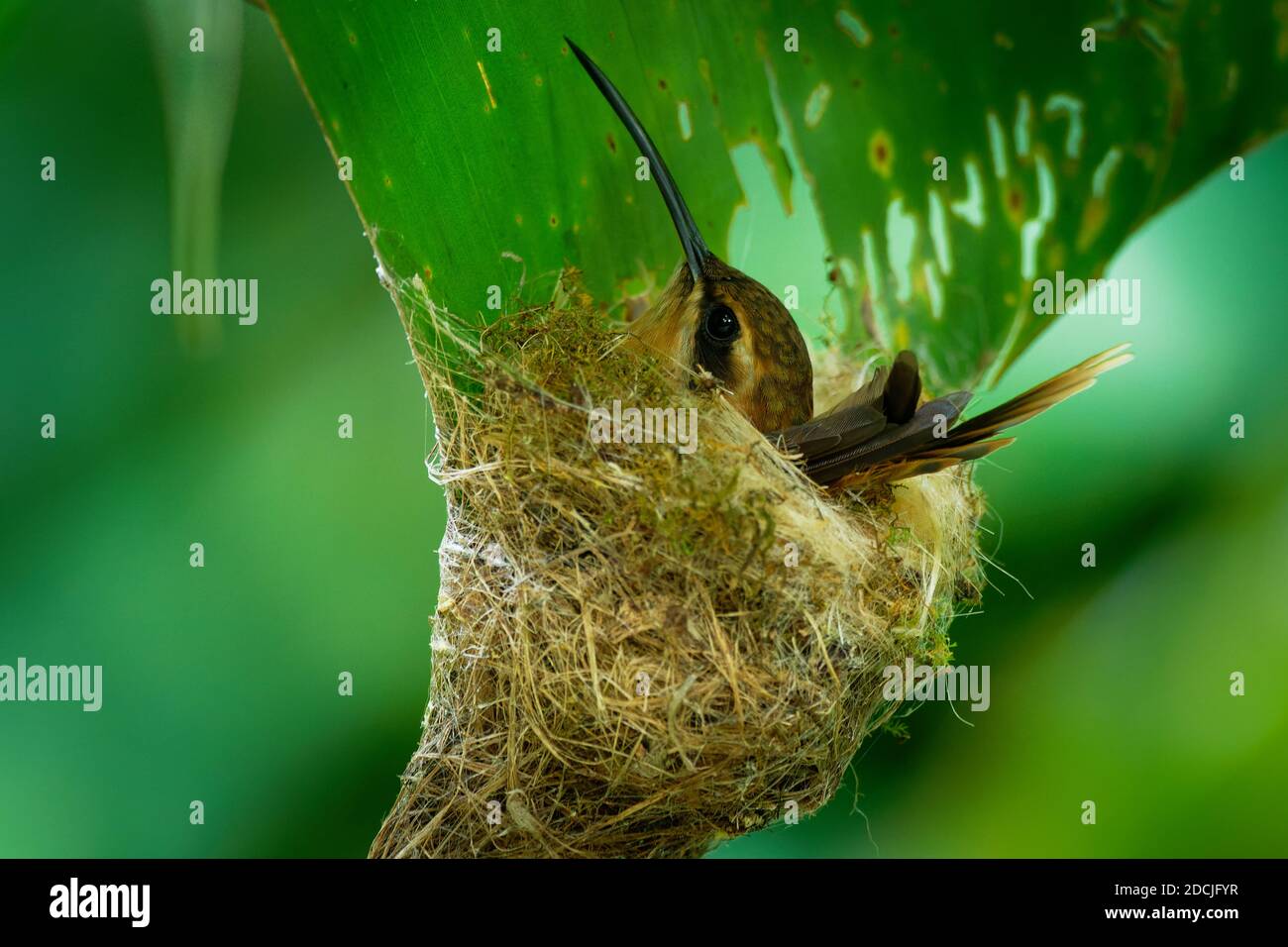 Streifenkehleinsiedler (Phaethornis striigularis) Arten von Kolibri aus Mittel- und Südamerika, ziemlich häufig kleine Vögel nisten in t Stockfoto