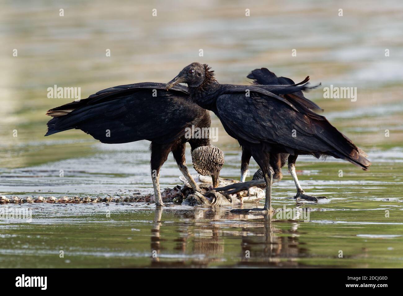 Schwarzgeier - Coragyps atratus oder amerikanischer Schwarzgeier, mehrere Fressvögel in der Familie der New World Geier, die sich am Kadaver oder Kadaver ernähren Stockfoto
