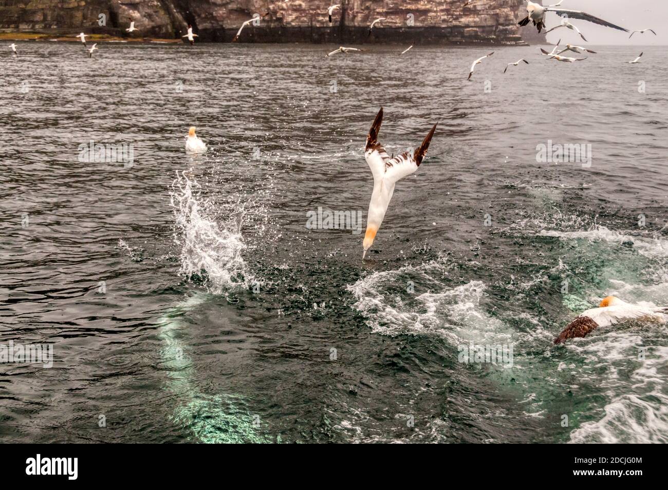 Northern gannet, Morus bassanus, Tauchen für Fische mit Flügeln gefaltet. Stockfoto