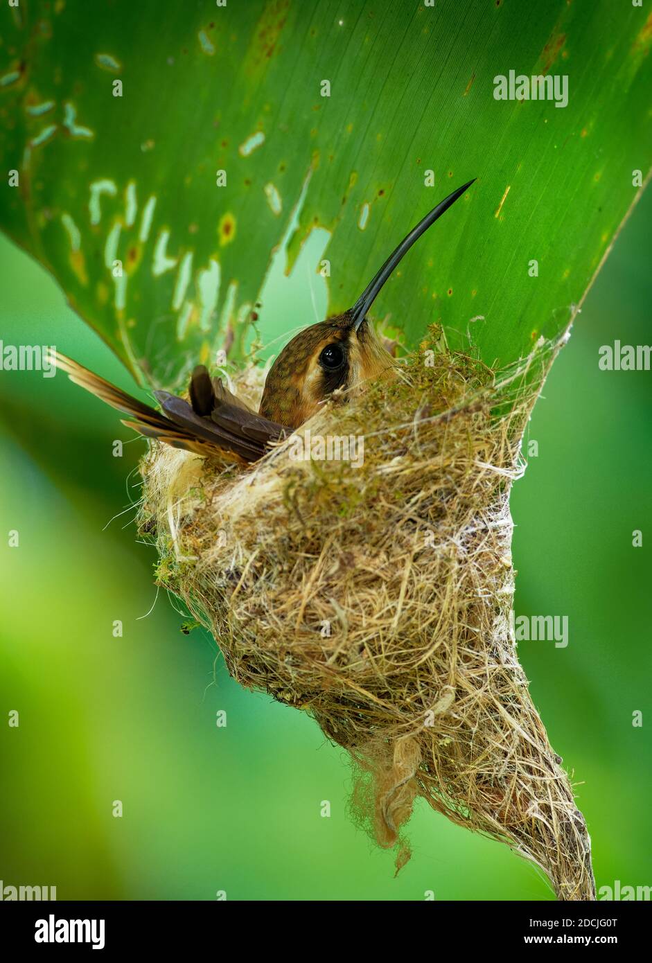 Streifenkehleinsiedler (Phaethornis striigularis) Arten von Kolibri aus Mittel- und Südamerika, ziemlich häufig kleine Vögel nisten in t Stockfoto