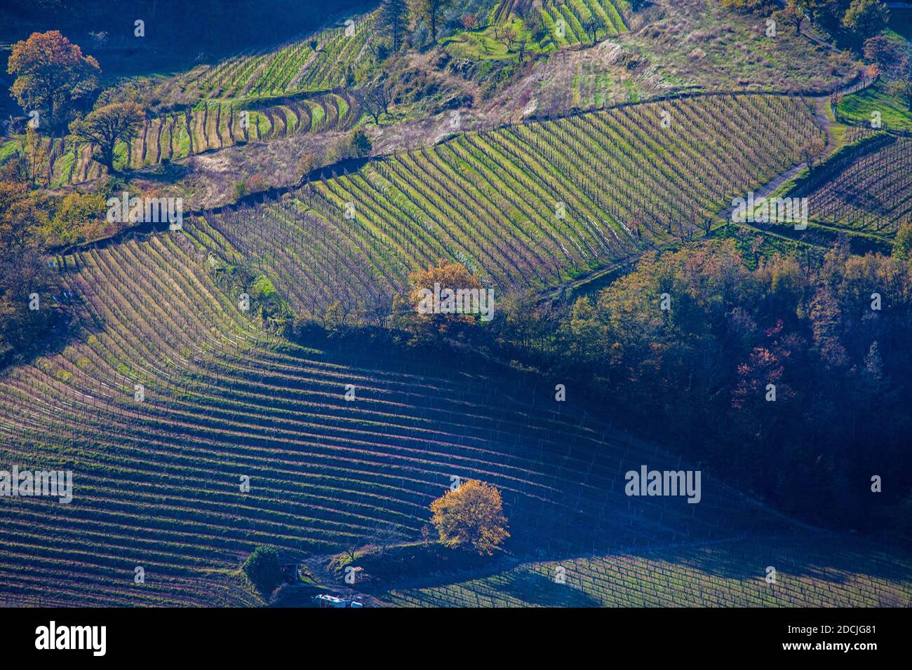 Foto von kultivierten Weinbergen auf dem Boden von Sabotin auf italienischen Teil der Grenze.Bäume sind in Herbstfarben. Geometrische Gekrümmte Linien. Stockfoto