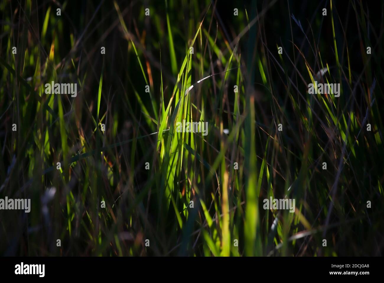 Bündel Grasblätter von Ray of Light On getroffen Dunkeln Sie die Textur der anderen ab Stockfoto