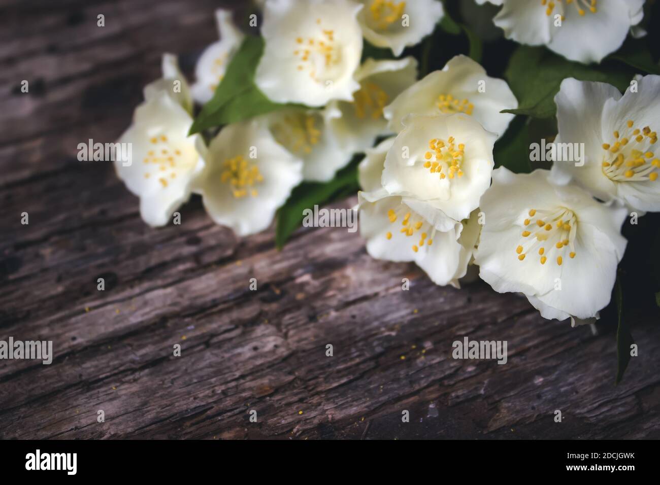 Frühlingsblumen auf Holzhintergrund. Kartenkonzept, Pastellfarben, Nahaufnahme, Kopierbereich Stockfoto
