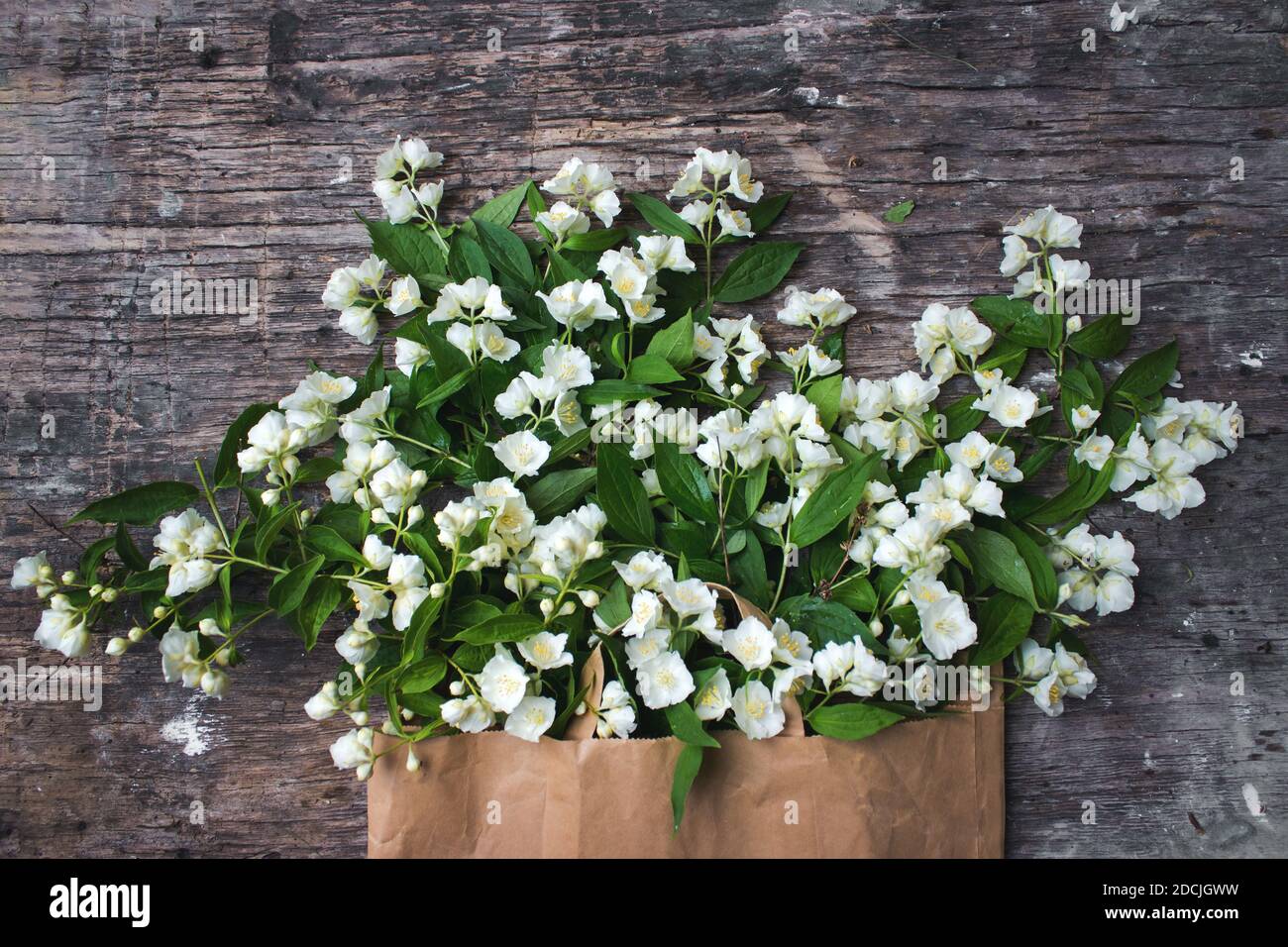 Jasminblüten und Blätter auf braunem Holzbrett. Flach liegend, Draufsicht, Kopierbereich Stockfoto