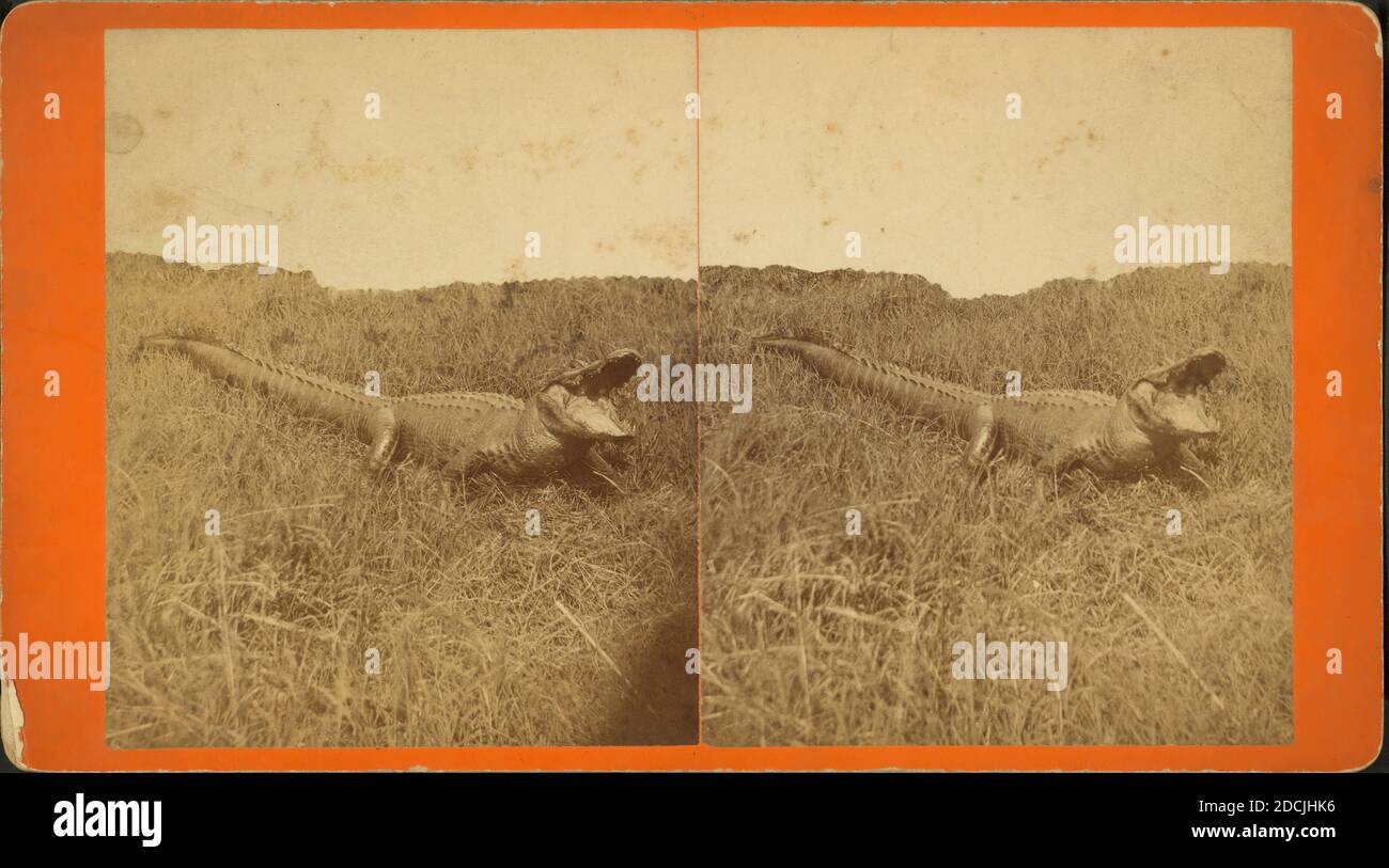 Ein Alligator., Standbild, Stereographen, 188 Stockfoto