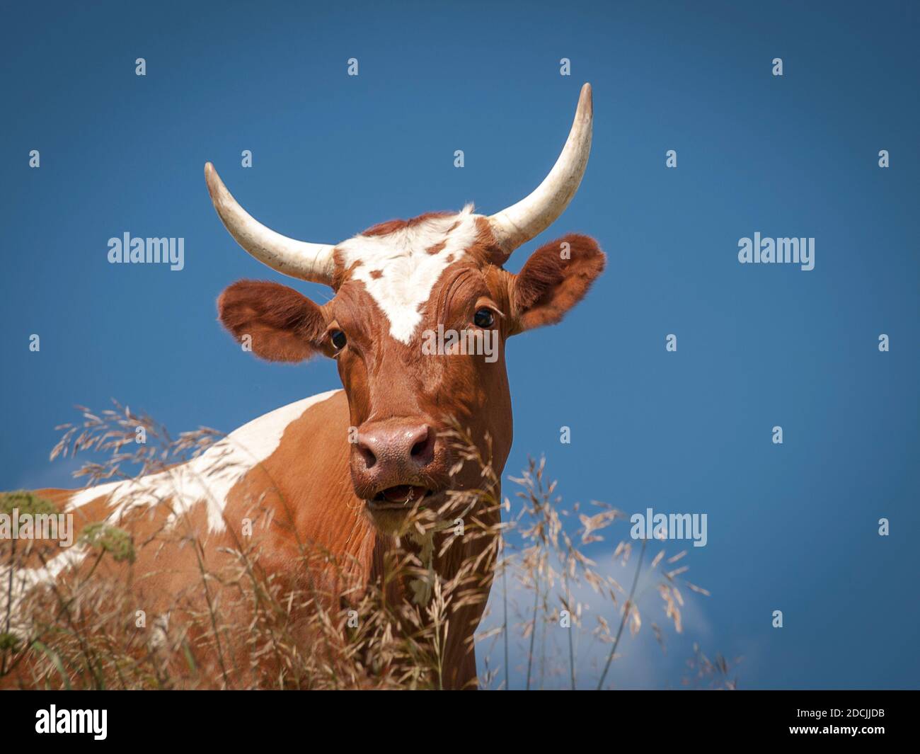 Die Kuh ist ein Symbol für das neue Jahr 2021 Stockfoto