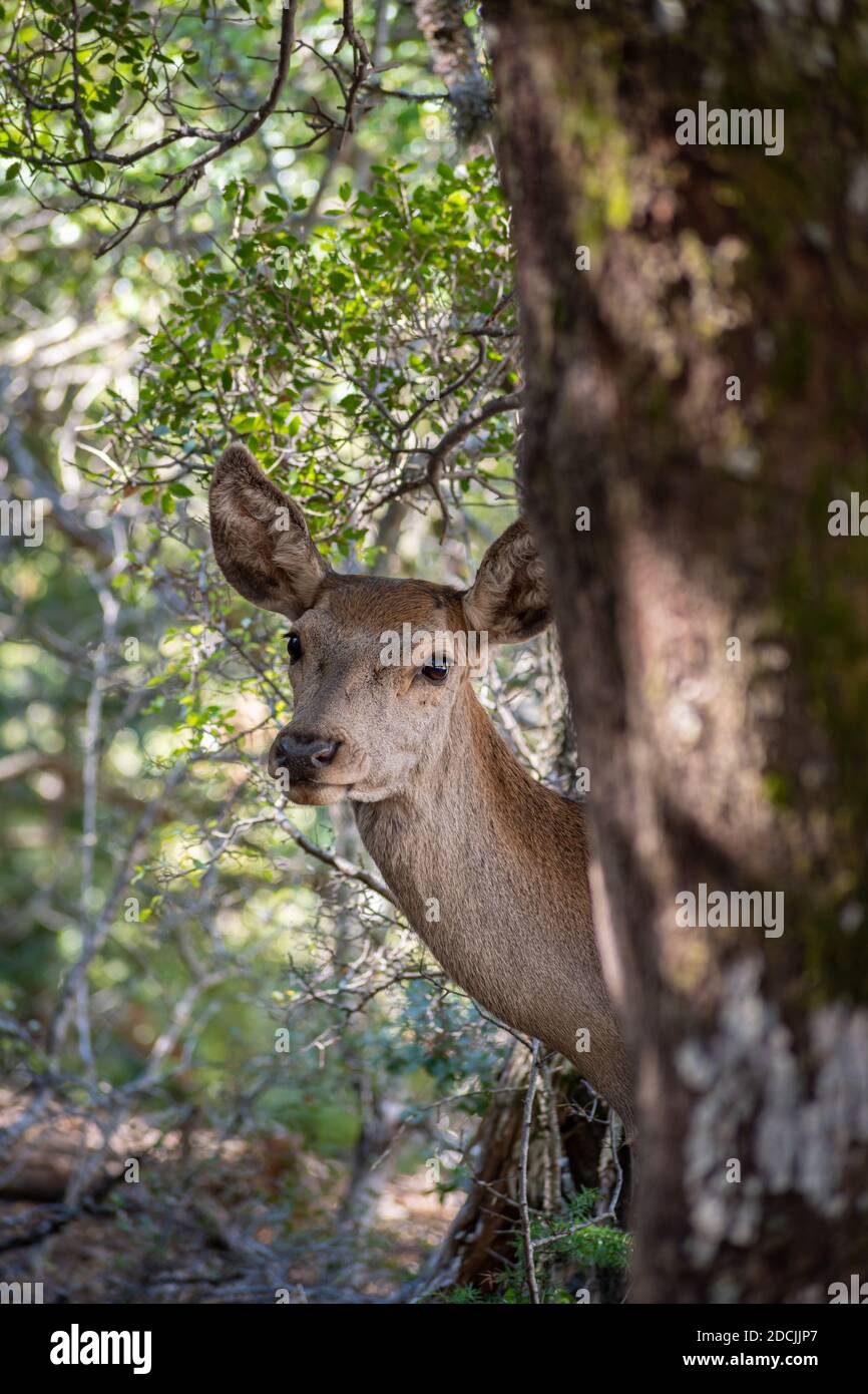 Red Deer (Cervus elaphus C. e. hippelaphus) in Parnitha Berg, Griechenland Stockfoto