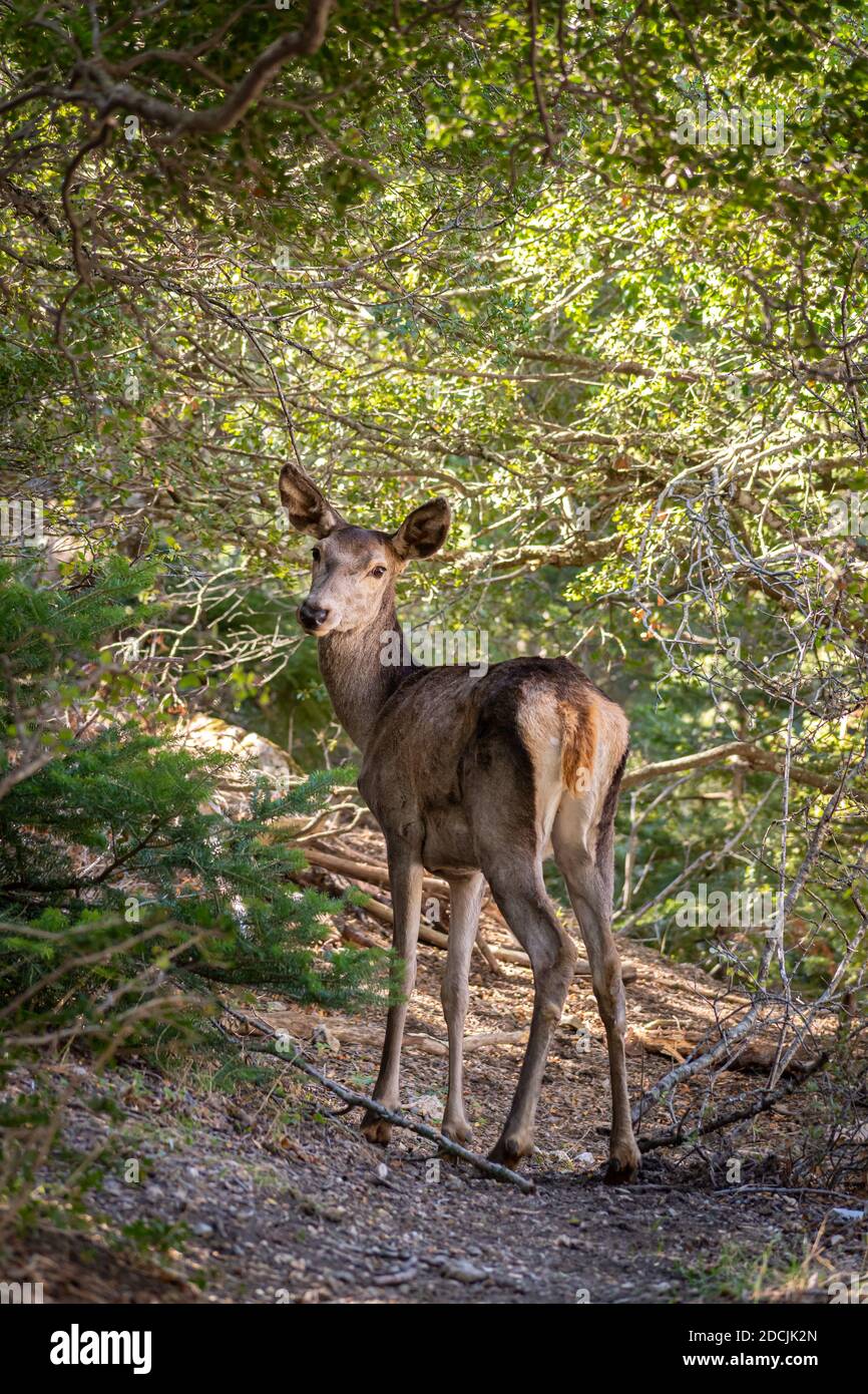 Red Deer (Cervus elaphus C. e. hippelaphus) in Parnitha Berg, Griechenland Stockfoto