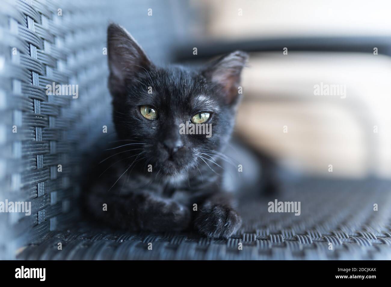 Schwarze Katze mit gelben Augen auf einem Stuhl sitzend, schaut auf die Kamera. Nahaufnahme Stockfoto