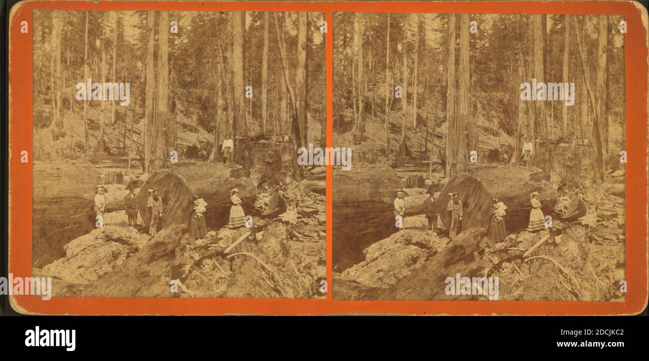 Logging Ansichten, einschließlich Männer und Frauen in der Nähe eines riesigen gefallenen Baumes., Standbild, Stereographen, 1870, Rea, T. L. Stockfoto