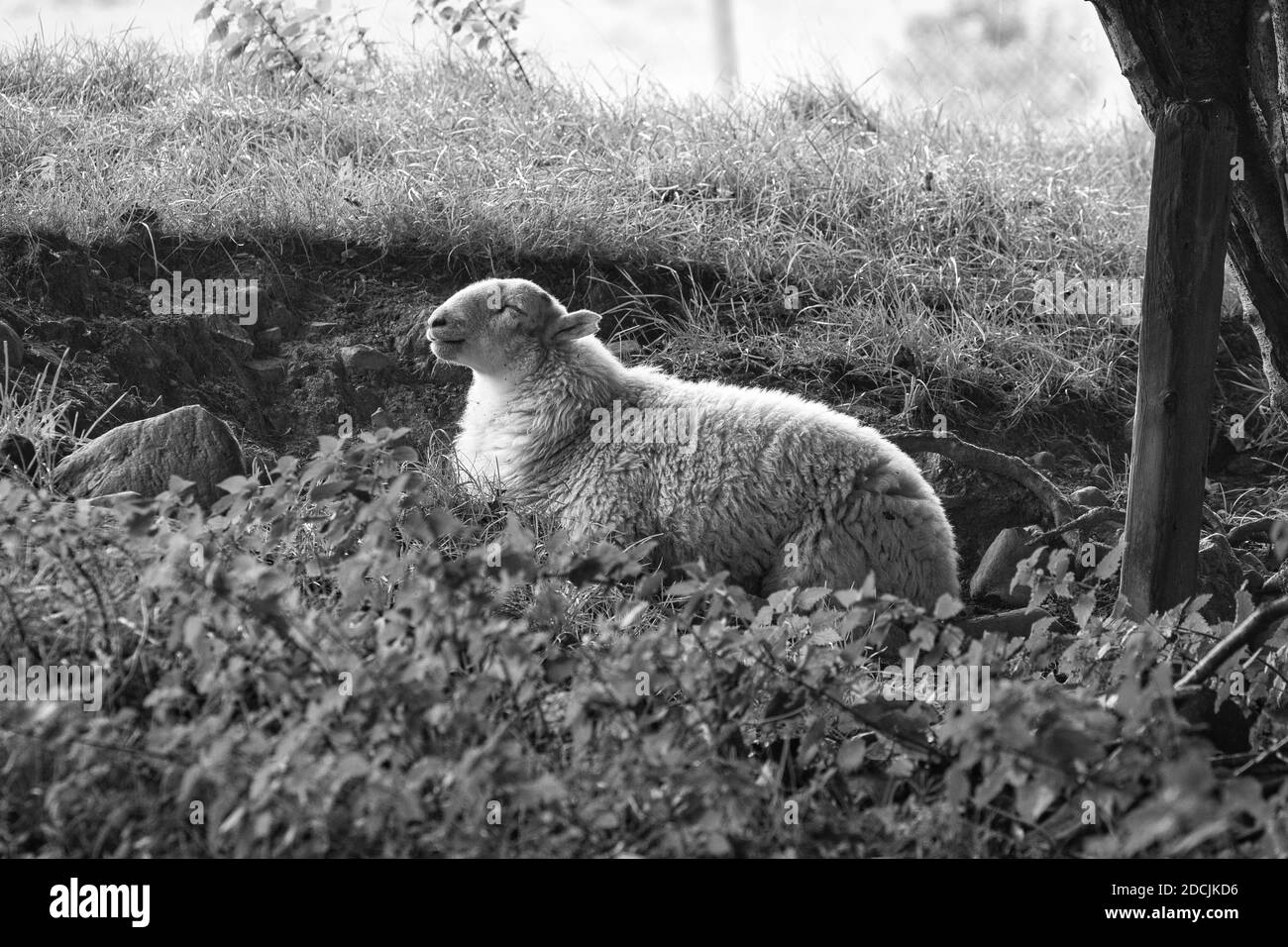 Schwarz-Weiß-Bild eines Schafes entspannen und einen Schlaf unter einem Baum. Nordwales, Großbritannien. Stockfoto