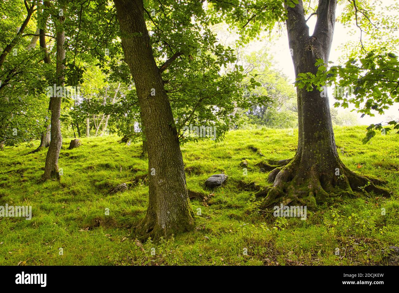 Waldgebiet mit weichem Morgenlicht, Nordwales.UK. Stockfoto