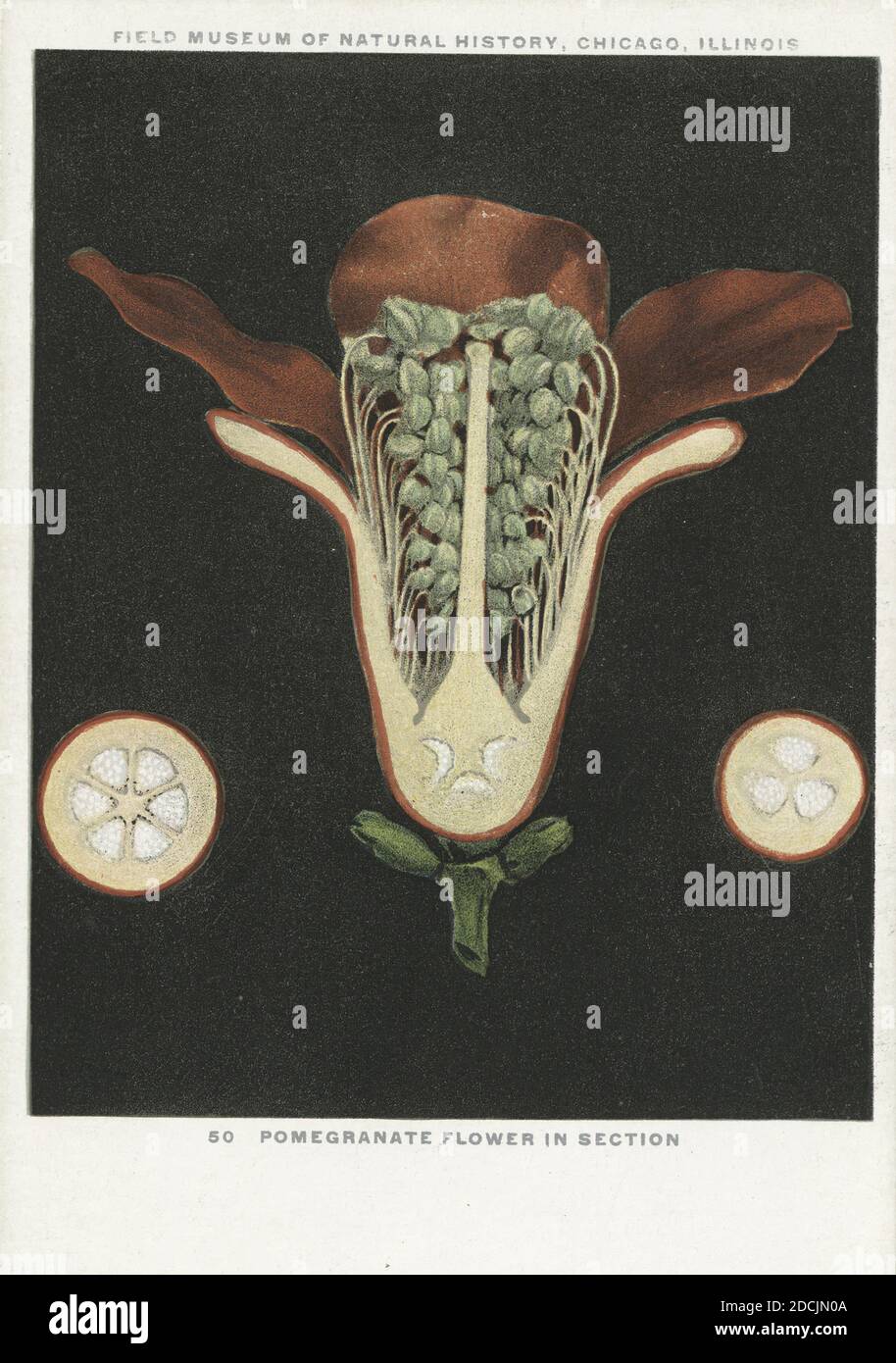 Granatapfel Blume in Sektion, Field Museum of Natural History, Chicago, Illinois, Standbild, Postkarten, 1898 - 1931 Stockfoto