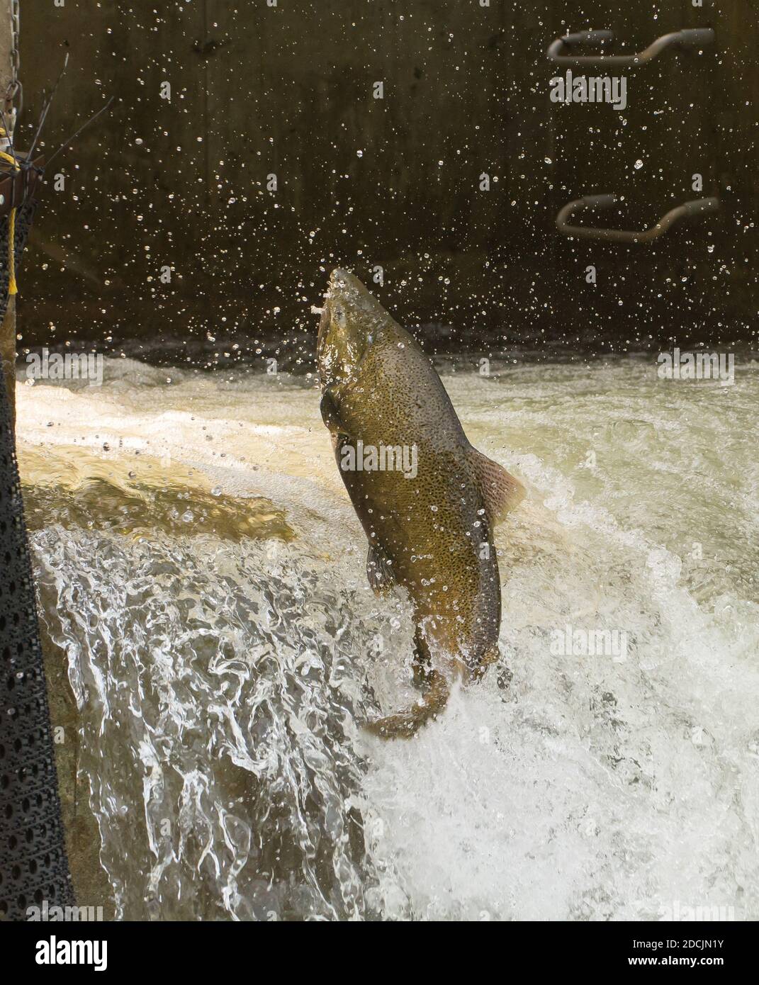 Chinook Lachs springt an der Fischleiter auf dem Bowmanville Creek. Die Wanderung stromaufwärts vom Lake Ontario zum Laichen Stockfoto